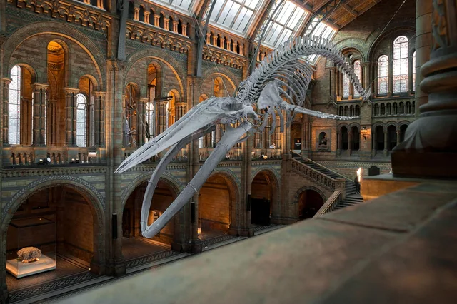 det nationale historiske museum, blåhvalskelet, udstilling, london, dk, hvalskelet, skelet, england, museum, udstilling, london, museum, museum, museum, museum, museum. Hvilke offentlige kilder findes til markedsstørrelse i Danmark?