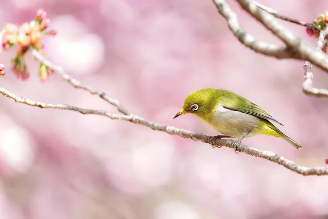 øje, fugl, branch, sidder, natur, dyr, hvidt øje, zosterops japonicus, vilde dyr, ned, fjer, næb, kirsebærtræ, forår, pink, natur. Hvordan sammenligner du brancher på struktur og konkurrenceforhold?