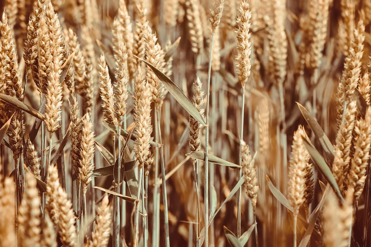 korn, felt, hvede, hvedemark, spikelets, landbrug, natur, agerjord, farm yard, høst, plantage, tæt på