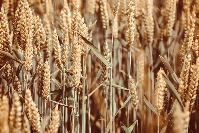 korn, felt, hvede, hvedemark, spikelets, landbrug, natur, agerjord, farm yard, høst, plantage, tæt på. Sådan kortlægger du værdikæden i en dansk branche